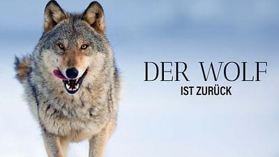 Wilder Grenzgänger - Der Wolf ist zurück