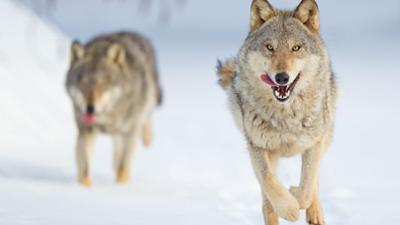 Wilder Grenzgänger - Der Wolf ist zurück