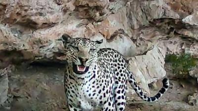 Wilder Oman: Leoparden und Meeresschildkröten