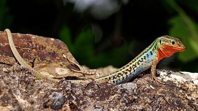 Wildes Griechenland: Die geheimnisvollen Inseln