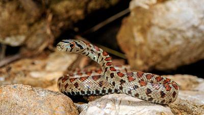 Wildes Griechenland: Der unbekannte Norden