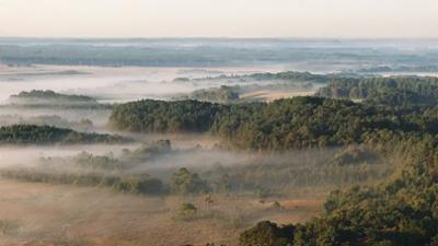 Wildes Großbritannien: Der Wald der Könige