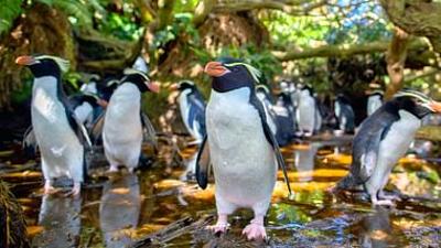 Wildes Neuseeland: Inseln am Rande der Welt