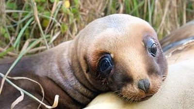 Wildes Neuseeland: Im Reich der Extreme