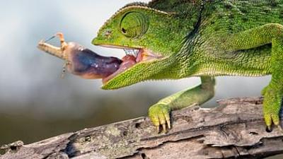 Wildes Spanien: Der mediterrane Süden