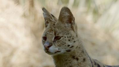 Wildkatzen und Wildhunde: Afrikas Wildkatzen: Anmutig, aber bedroht