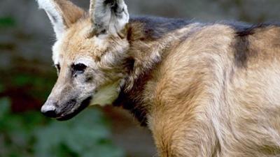 Wildkatzen und Wildhunde: Wildhunde, Meister der Anpassung