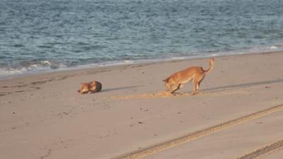 Wildkatzen und Wildhunde: Wildhunde, gemeinsam stark