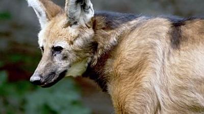 Wildkatzen und Wildhunde: Wildhunde, Meister der Anpassung