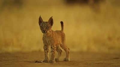 Wildkatzen und Wildhunde: Europas Wildkatzen: Rückkehr auf leisen Pfoten