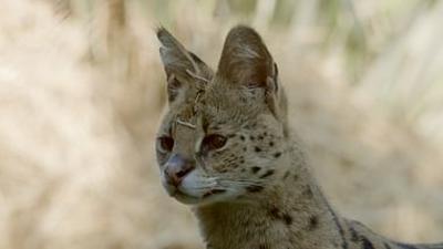 Wildkatzen und Wildhunde: Afrikas Wildkatzen: Anmutig, aber bedroht