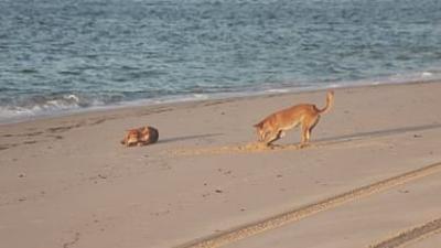 Wildkatzen und Wildhunde: Wildhunde, gemeinsam stark