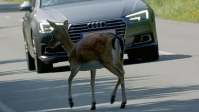 Wildwechsel: Tiere auf Achse