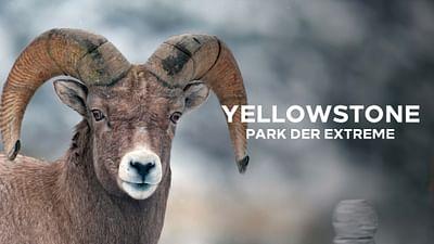 Yellowstone - Park der Extreme (1/2)
