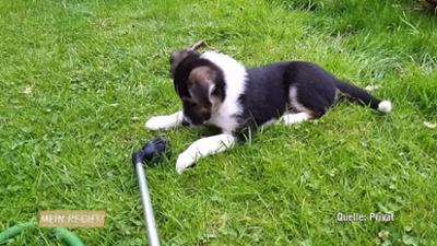 Mein Recht! Ich geb nicht auf: Staffel 09 Folge 05: Obsorgestreit um Vierbeiner