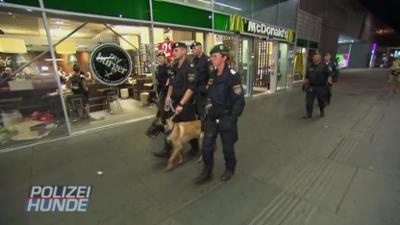 Polizeihunde - Verbrecherjagd mit Biss!: Staffel 1 Folge 3