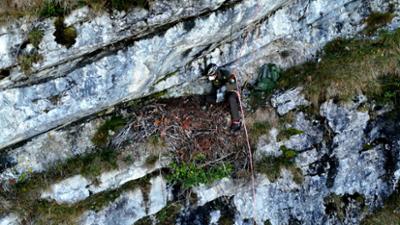 Abendschau: Mission Steinadler · Wie Ranger um einen jungen Adler kämpfen
