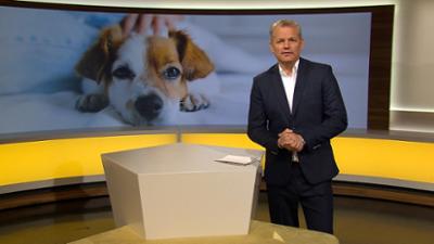 Abendschau - Der Süden: Sendung  · Das Wichtigste aus Südbayern