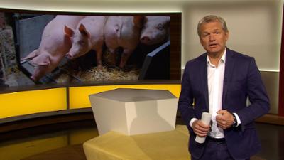 Abendschau - Der Süden: Sendung  · Das Wichtigste aus Südbayern