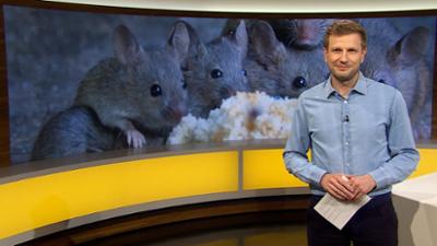 Abendschau - Der Süden: Sendung  · Das Wichtigste aus Südbayern