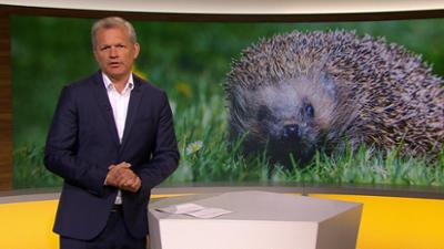 Abendschau - Der Süden: Sendung  · Das Wichtigste aus Südbayern