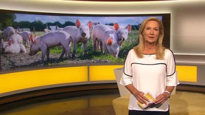 Abendschau - Der Süden: Sendung · Das Wichtigste aus Südbayern Abendschau - Der Süden: Sendung · Das Wichtigste aus Südbayern
