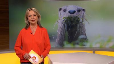 Abendschau - Der Süden: Sendung  · Das Wichtigste aus Südbayern