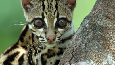 Abenteuer Wildnis: Kleine Katze · Große Freiheit