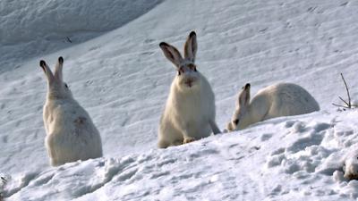 Abenteuer Wildnis: Dolomiten · Im Garten der Helden
