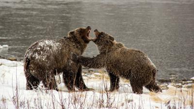Abenteuer Wildnis: Der Berg der Bären: Yukons Grizzlys