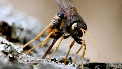 Abenteuer Wildnis: Festmahl der Tiere