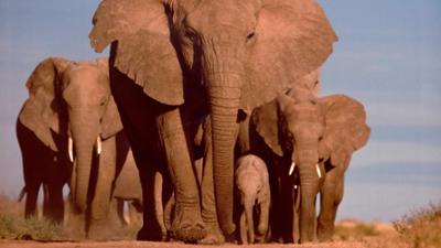 Abenteuer Wildnis: Großer Elefant - Kleiner Elefant