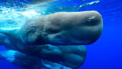 Abenteuer Wildnis: Wale - Clevere Giganten