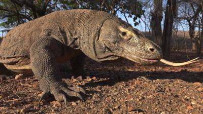 Abenteuer Wildnis: Big Five Asien · Der Komodowaran