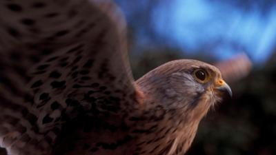 Abenteuer Wildnis: Abenteuer Überleben · Strategien aus dem Tierreich