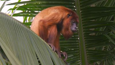Abenteuer Wildnis: Die Karibik · Nach der Flut