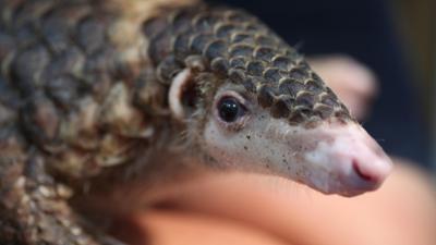 Abenteuer Wildnis: Vietnam - Die letzten Pangoline