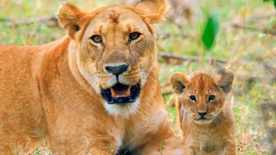 Abenteuer Wildnis: Löwen - Der Kampf der Mütter