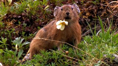 Abenteuer Wildnis: Tiere vor der Kamera · Kleine, liebenswerte Alaskaner