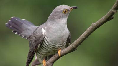 Abenteuer Wildnis: Überraschungseier: Neues von Kuckuck und Co.
