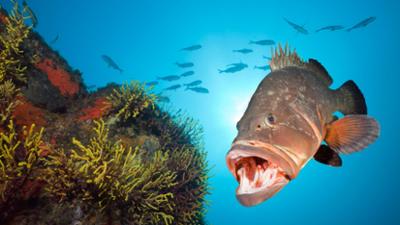 Abenteuer Wildnis: Expedition Mittelmeer · Der Westen
