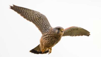 Abenteuer Wildnis: Turmfalken · Unsichtbare Nachbarn