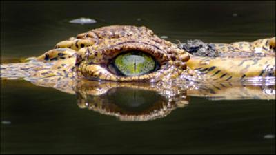 Abenteuer Wildnis: Krokodile - Das wahre Leben der Urzeitechsen