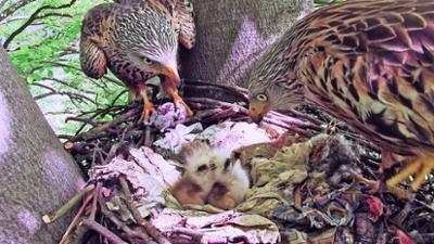 Abenteuer Wildnis: Das Jahr des Rotmilans