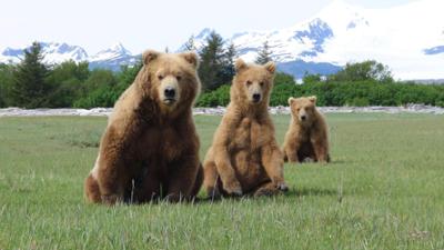 Abenteuer Wildnis: Grizzlys hautnah · Bärenhunger Abenteuer Wildnis: Grizzlys hautnah · Bärenhunger