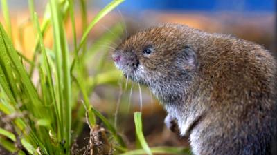 Abenteuer Wildnis: Die Bayerische Kurzohrmaus