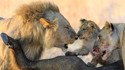Abenteuer Wildnis: Das Reich der Löwen - Jagdfieber (2/2)