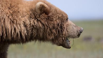 Abenteuer Wildnis: Wildes Marokko · Der goldene Süden