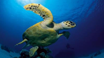 Abenteuer Wildnis: Expedition Mittelmeer · Der Osten