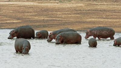 Abenteuer Wildnis: Hippos ganz nah: Das geheime Leben der Flusspferde